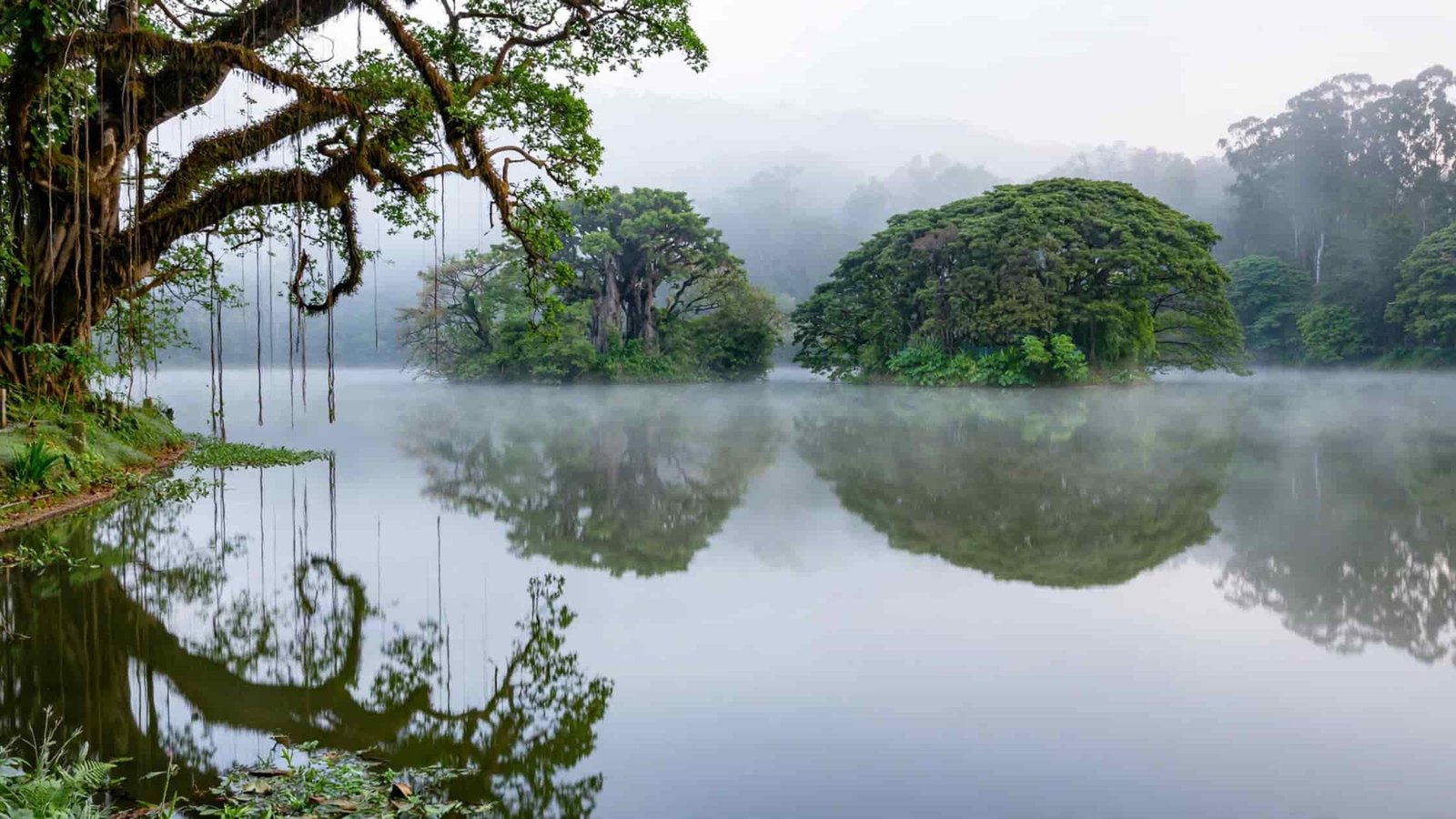 Peaceful view of Lalbagh Lake Bangalore surrounded by old trees and calm water in early morning