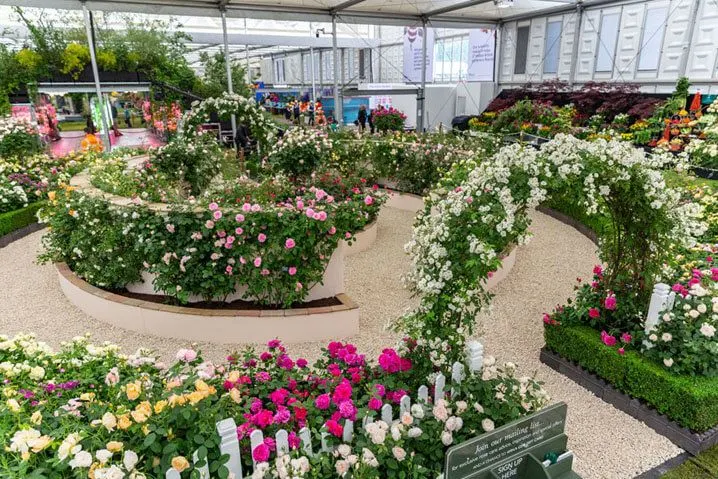 Lalbagh flower show