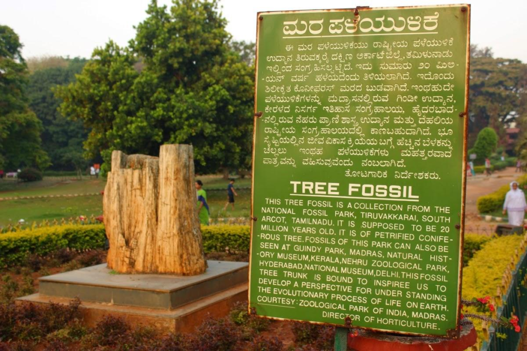 Lalbagh Petrified Tree Fossil
