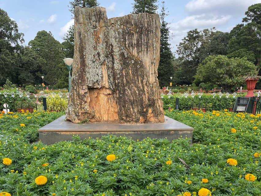 Lalbagh Petrified Tree Fossil