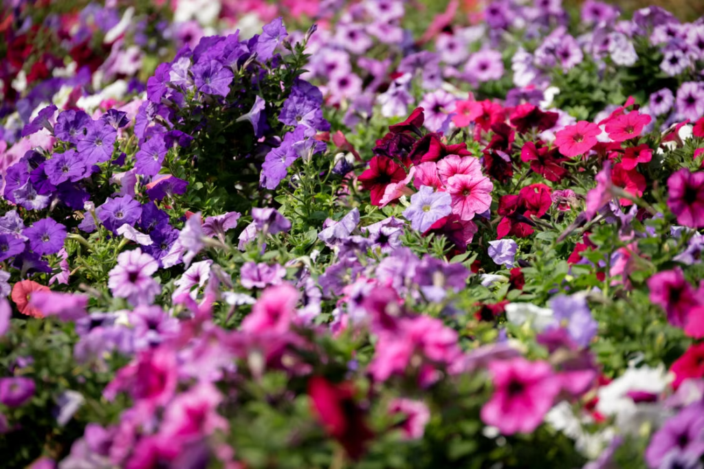 flowering plants
