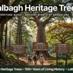 heritage trees at Lalbagh